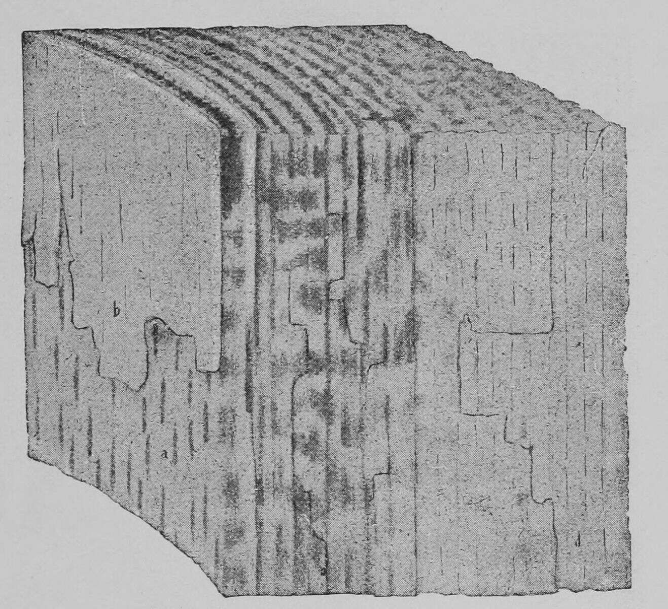 Image of Hericium cirrhatum (Pers.) Nikol. 1950