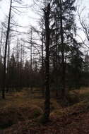 Image of birch polypore