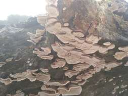 Image of Turkey Tail