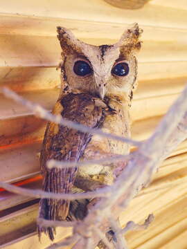 Image of Indian Scops Owl