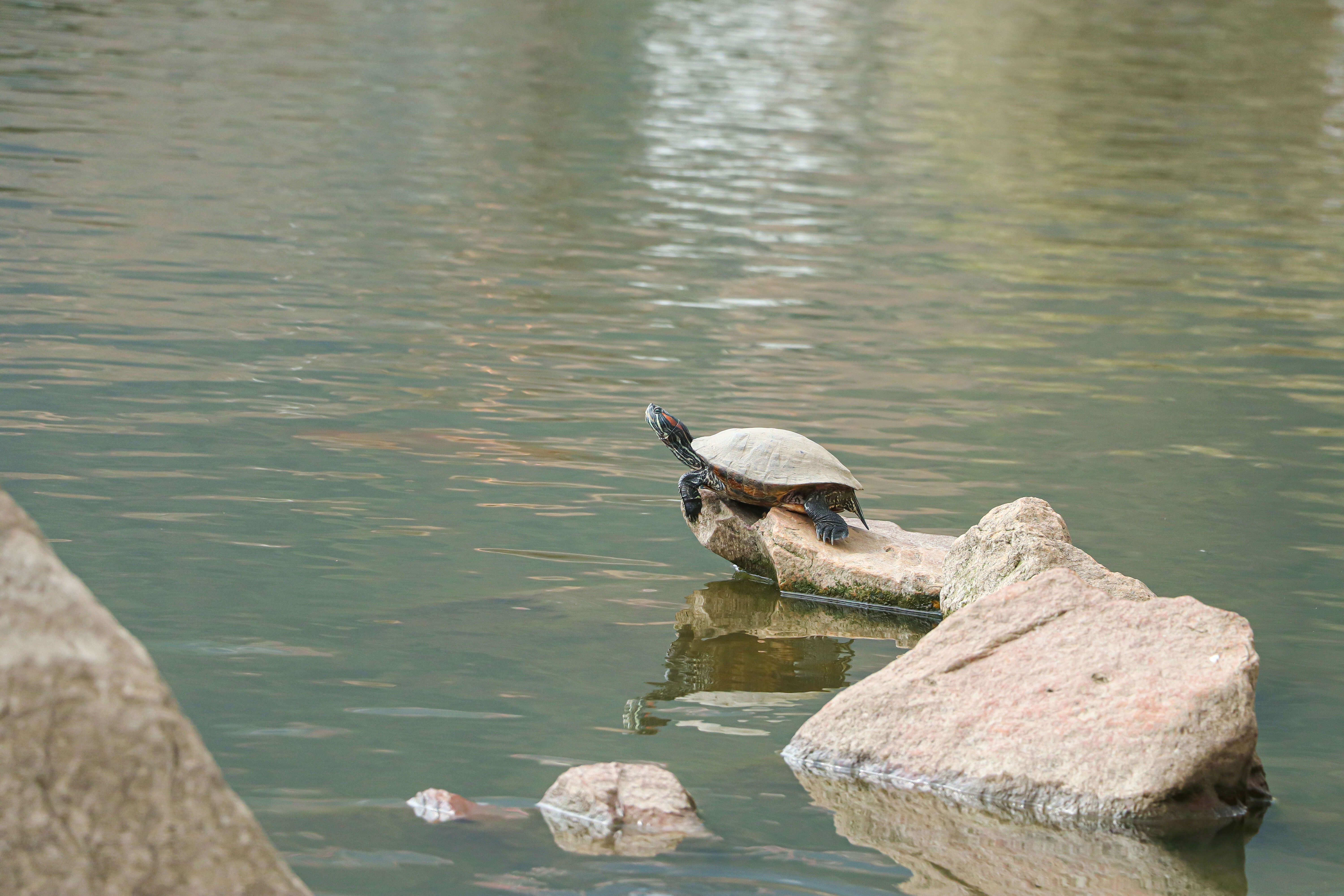 Image of slider turtle, red-eared terrapin, red-eared slider