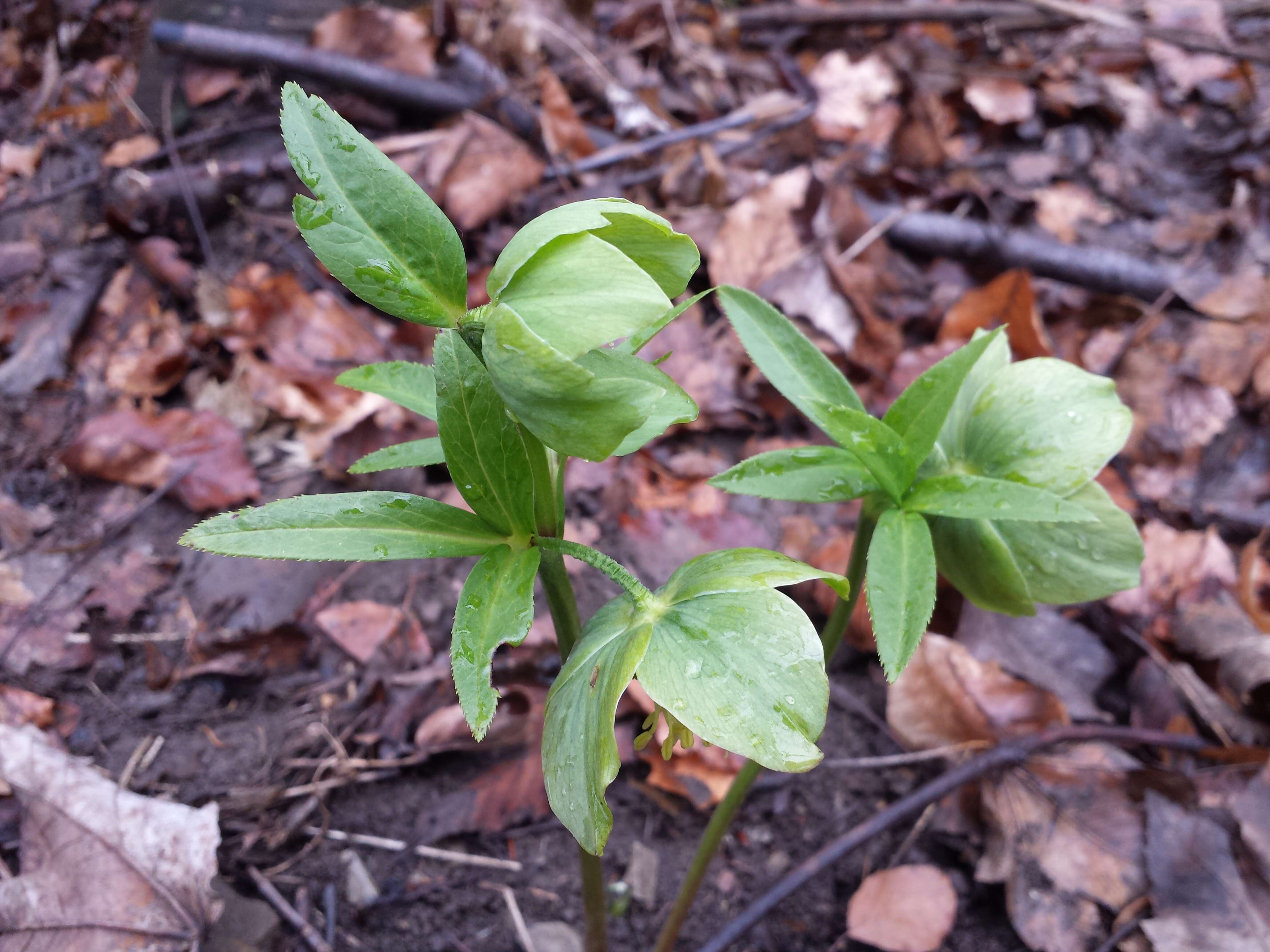 Image of Green Hellebore