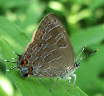 Image of Satyrium liparops