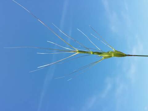 Image of barbed goatgrass