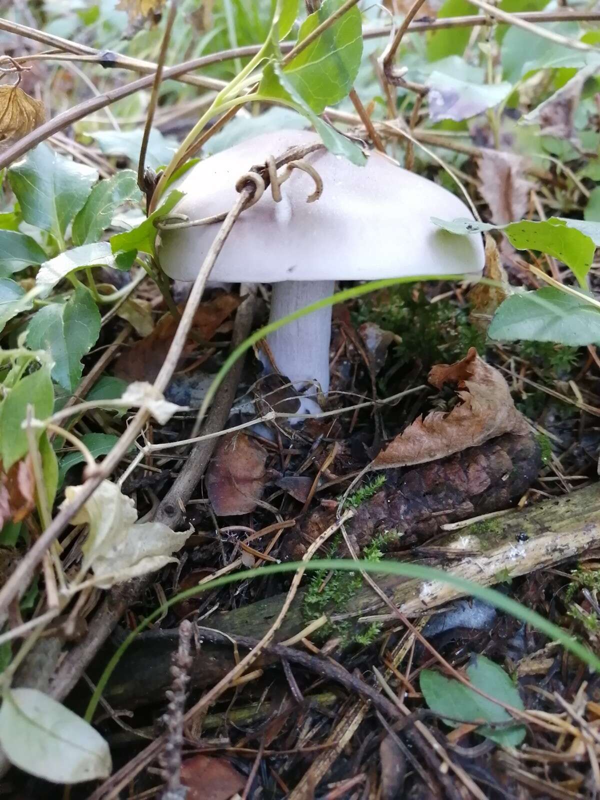 Image of Clitocybe nebularis (Batsch) P. Kumm. 1871