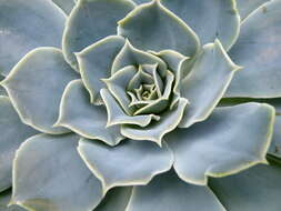 Image of hens and chicks