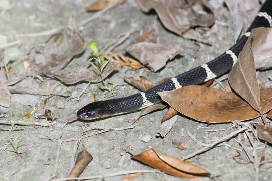 Image of Many-banded Krait