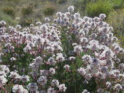 Image of marshmallow spiderhead