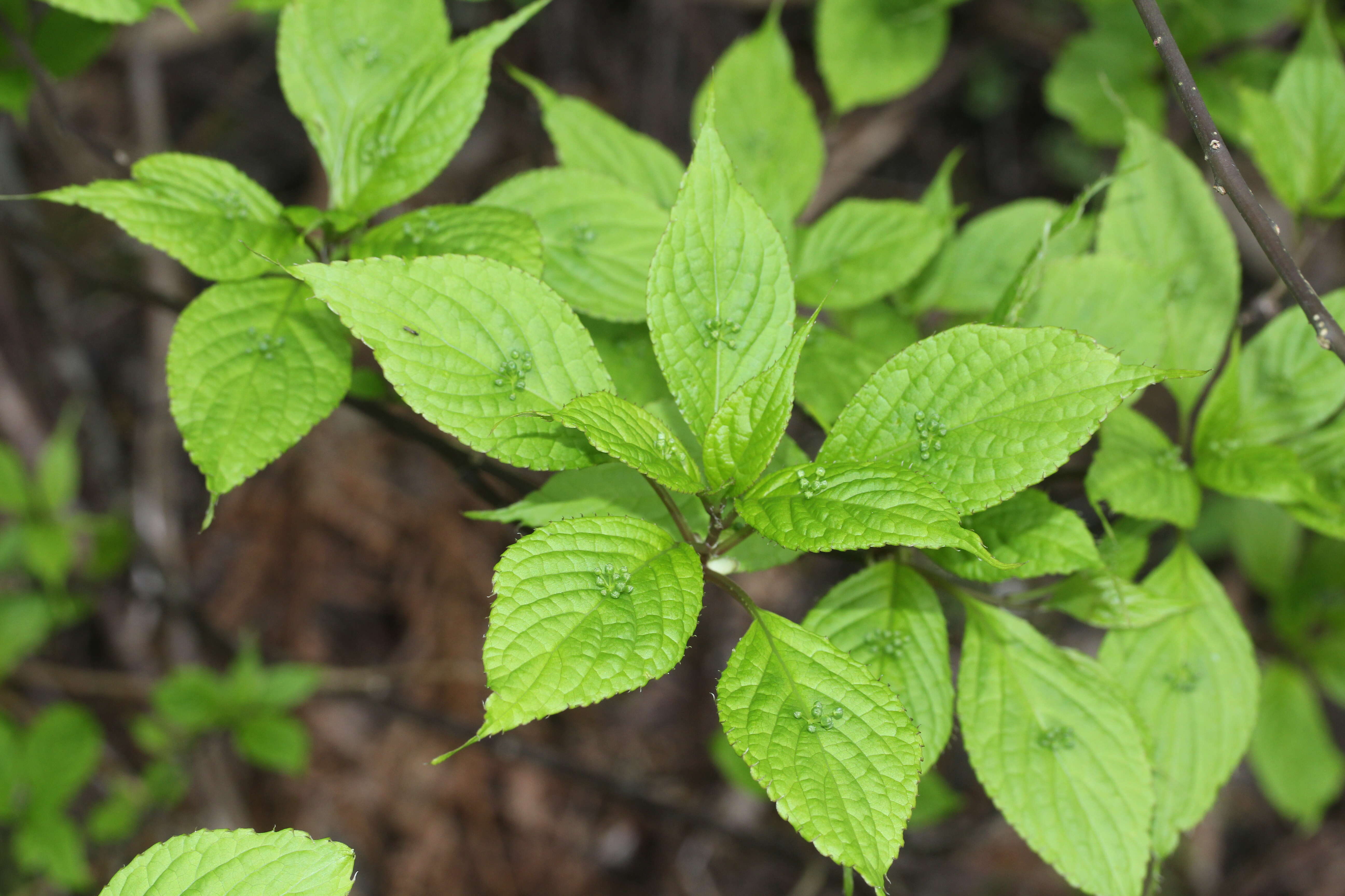 Helwingia japonica (Thunb. ex Murray) F. G. Dietrich resmi