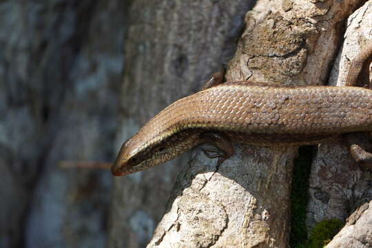 Image of Allapalli Grass Skink