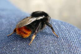 Image of Red tailed bumblebee