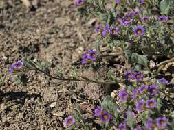 Image of nakedstem phacelia