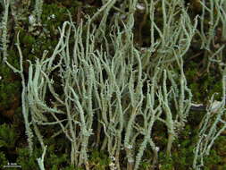 Image of Powdery peg lichen