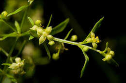 Image of bedstraw