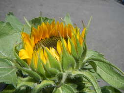 Image of common sunflower