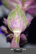 Imagem de Salvia nemorosa L.