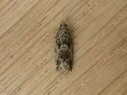 Image of beech moth