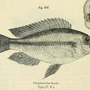 Image of Haplochromis degeni (Boulenger 1906)
