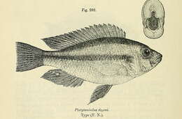 Image of Haplochromis degeni (Boulenger 1906)