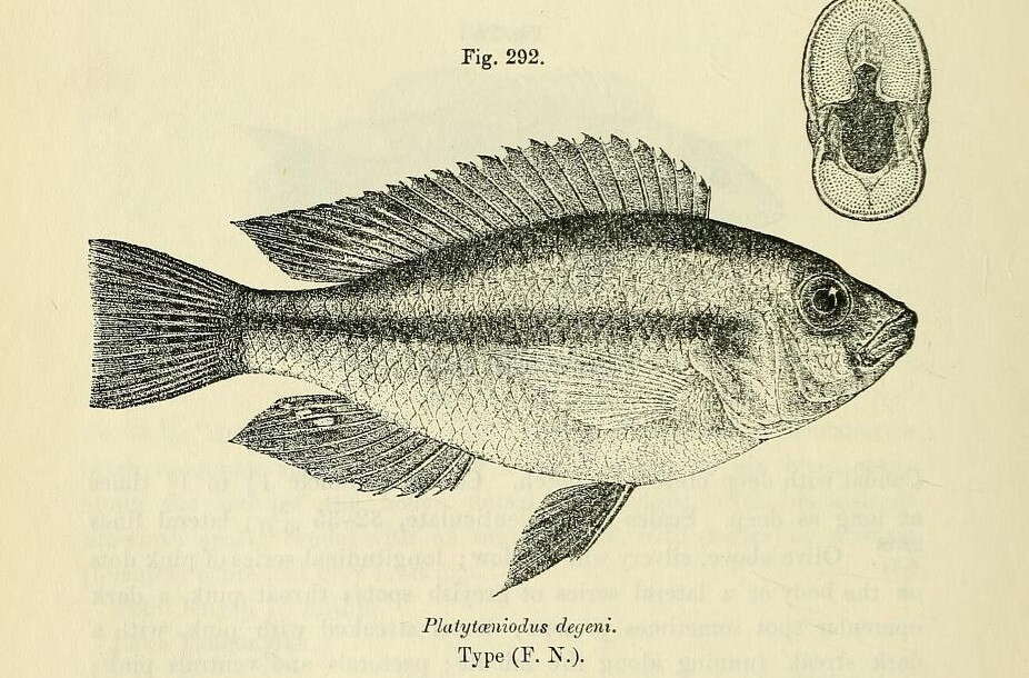 Image of Haplochromis degeni (Boulenger 1906)