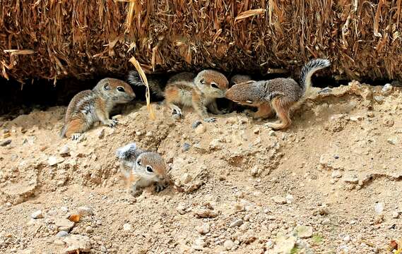 Image of white-tailed antelope squirrel