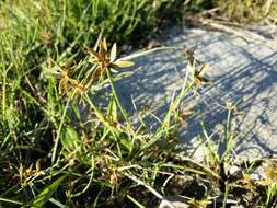 Image of Yellow Flat Sedge