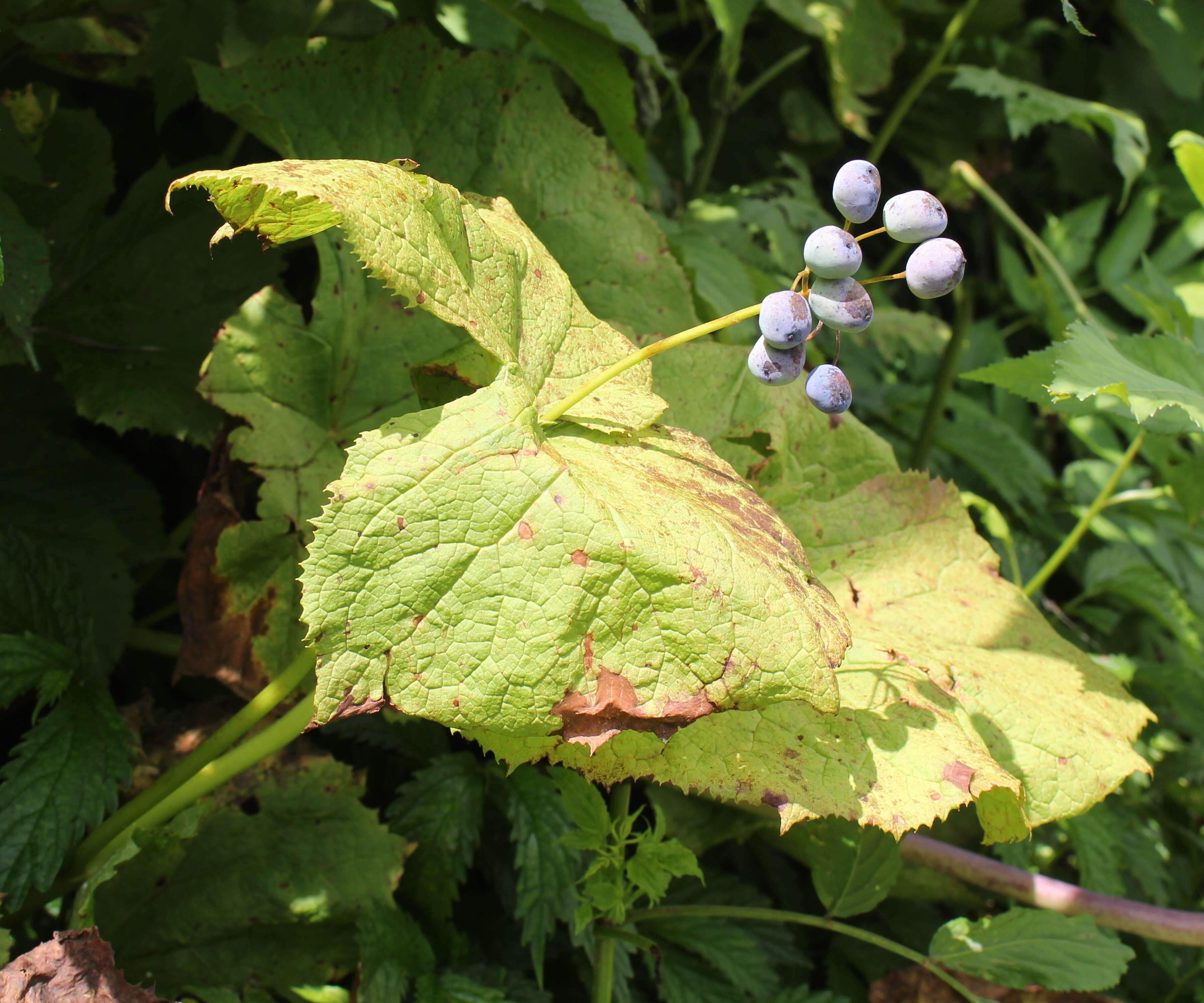 Image of Diphylleia grayi F. Schmidt