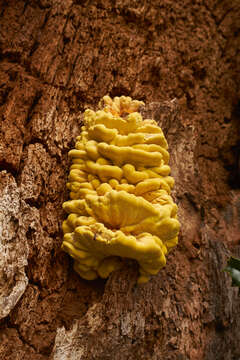 Image of Bracket Fungus