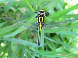 Image of Club-tailed Dragonfly