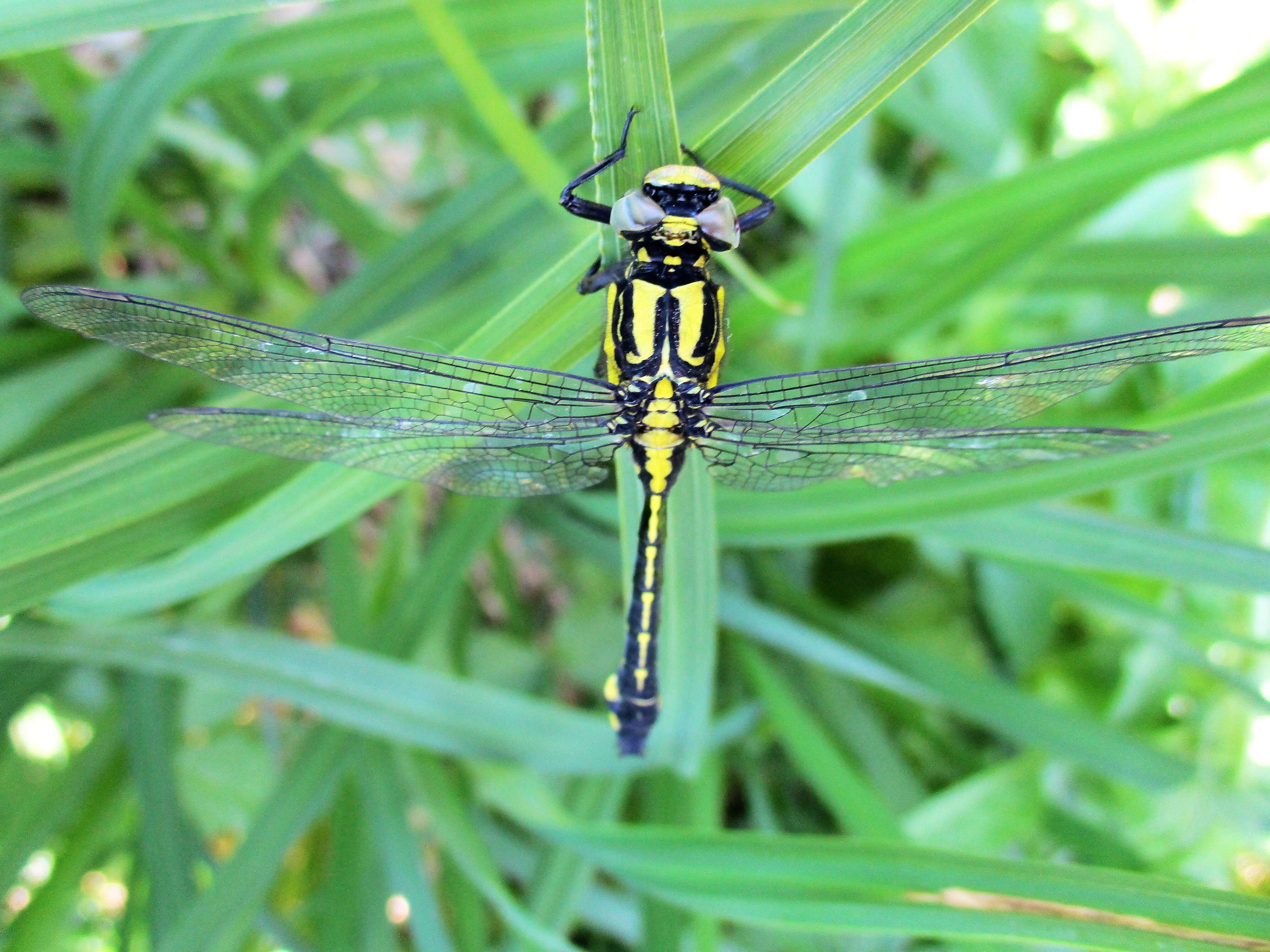 Image of Club-tailed Dragonfly