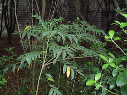 Image of wax tree