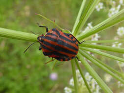 Image of <i>Graphosoma italicum</i>