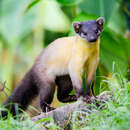 Image of Yellow-throated Marten