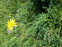 Image of black salsify