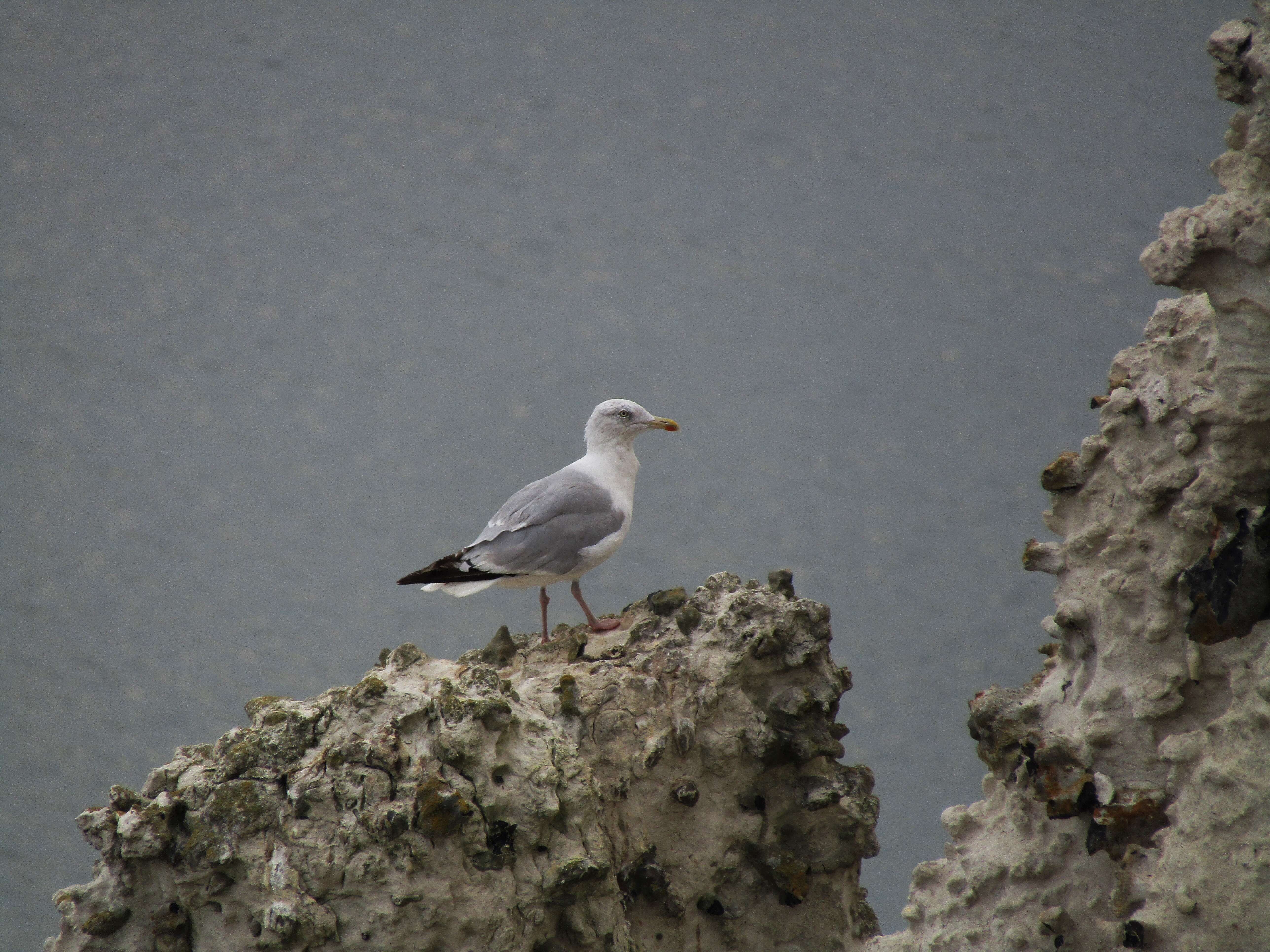 Image of European Herring Gull