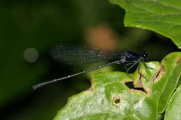 Image de Onychargia Selys 1865