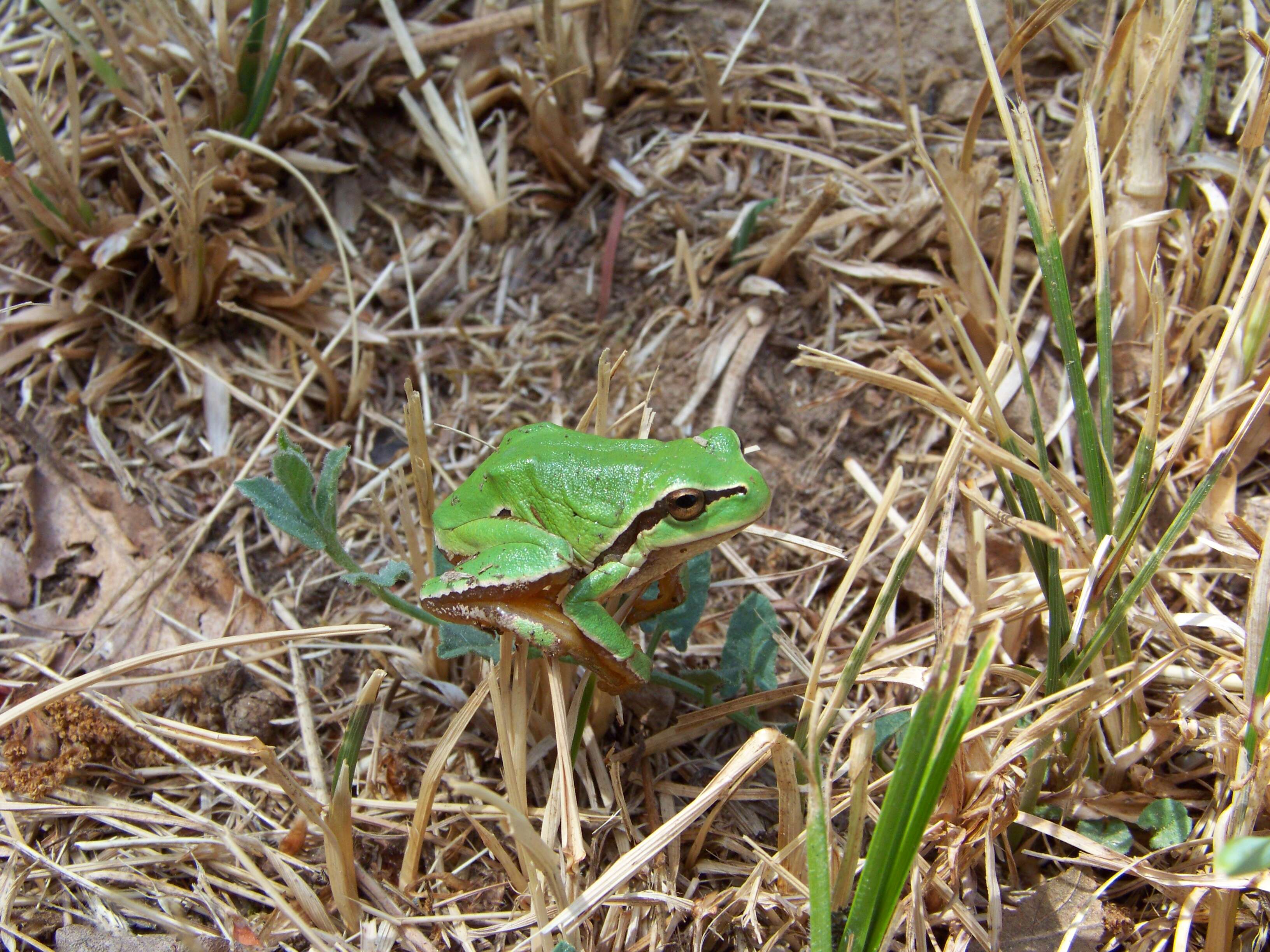 Image of European Treefrog