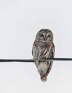 Image of Barred Owl