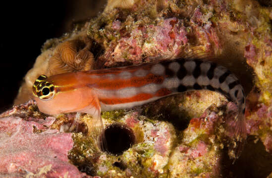 Image of Fiji clown blenny