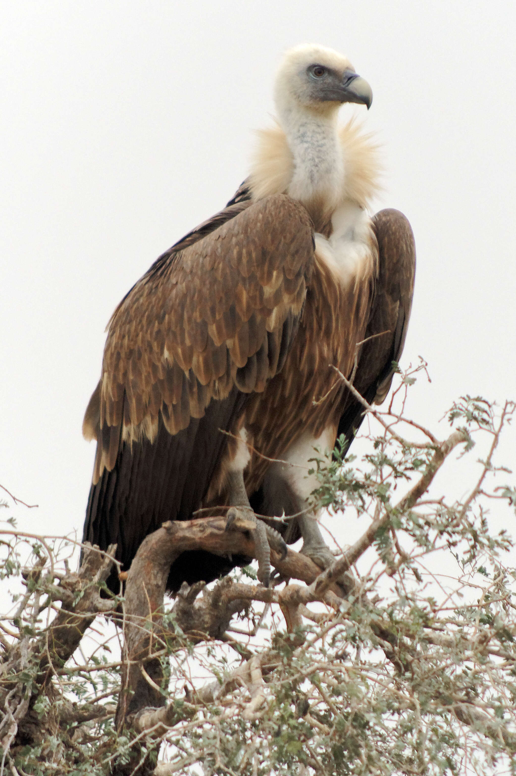 Image of Eurasian Griffon Vulture