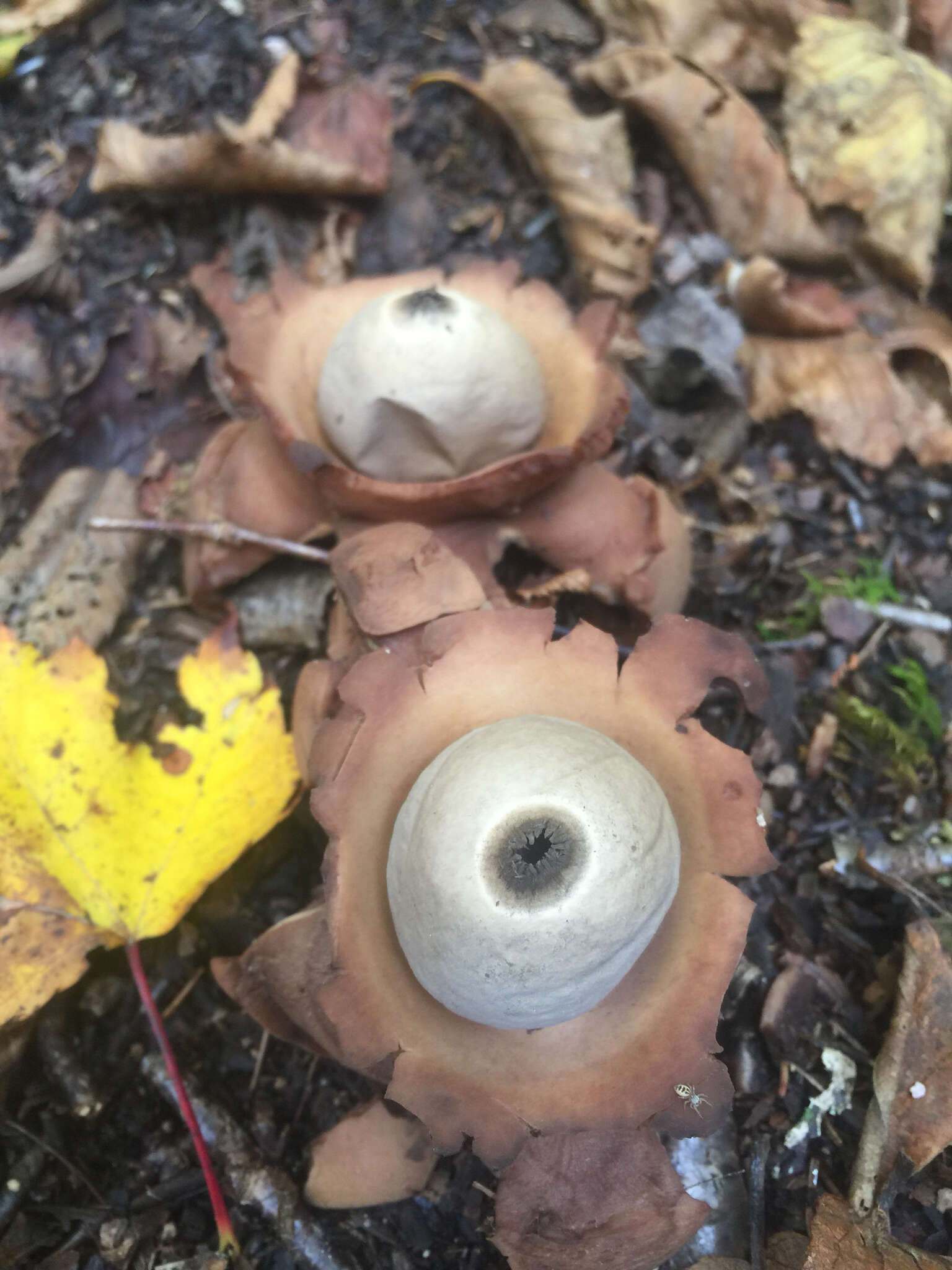 Plancia ëd Geastrum triplex Jungh. 1840