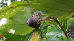 Imagem de Quercus bicolor Willd.