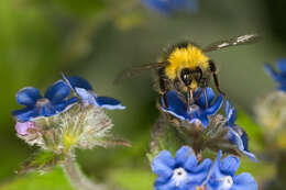 Plancia ëd Bombus pratorum (Linnaeus 1761)