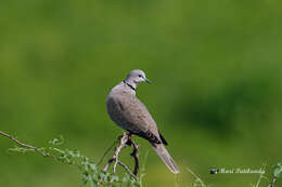 Image of Collared Dove