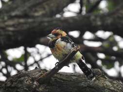 Image of Crested Barbet