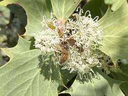 Image of Hakea cristata R. Br.