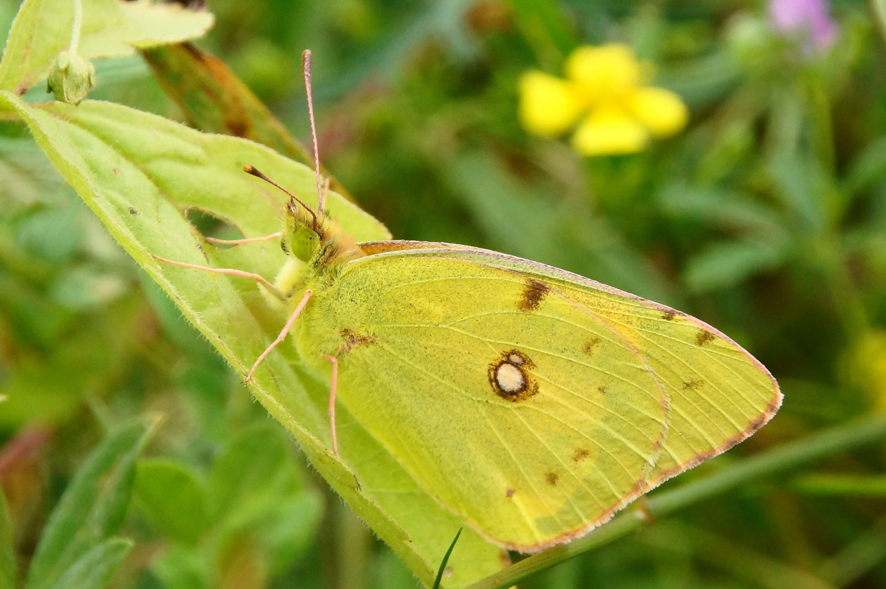 Image of clouded yellow