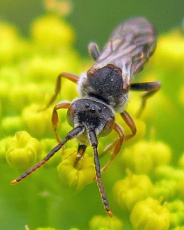 Image of Nomada articulata Smith 1854