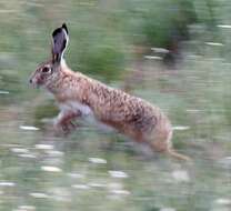 Image of Granada Hare