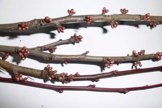 Image of Prunus vachuschtii